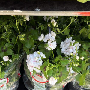 Suspension Géraniums